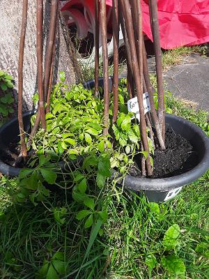 Vanni's Kräutergarten