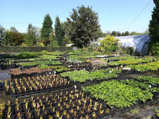 Staudengärtnerei und Blumen Heidmann