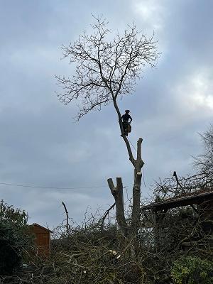 Seek Baum&Gartenpflege