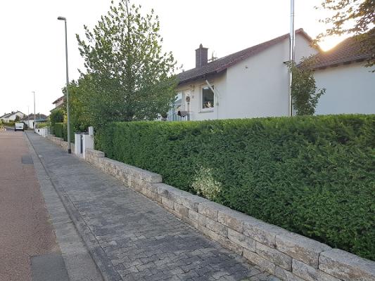 Baum & Gartenpflege Immergrün