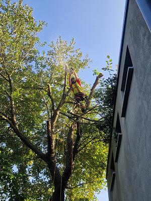 Baumpflege Daniel Koch