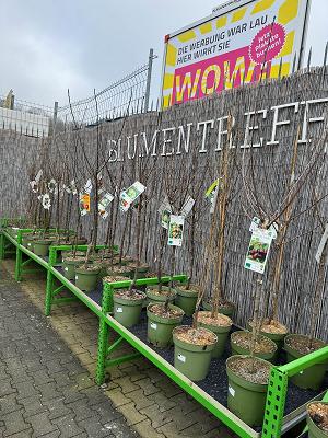 Blumentreff Westerburg