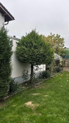 Garten- & Baumpflege - Johannes Wolfshohl