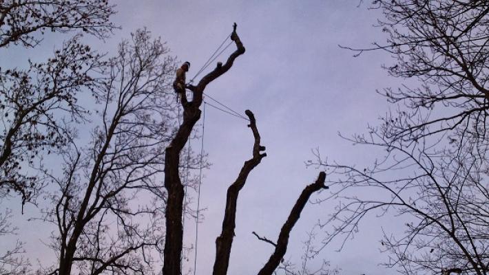 Baumpflege-Westerwald