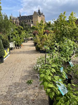 Wershofen Gartenbau GmbH & Co. KG