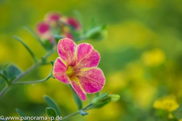 Blumen Ternes Garten- und Landschaftsbau