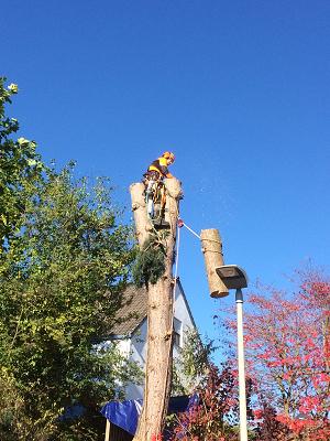 Huberbaum