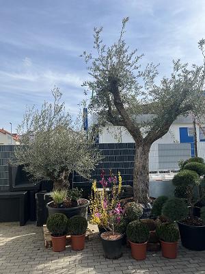 Muhammer Güneysu Garten- und Landschaftsbau