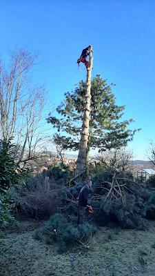Baum- und Landschaftspflege Tino Fath