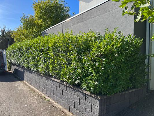 Grünflächenpflege und Gartengestaltung Sebastian Zieger