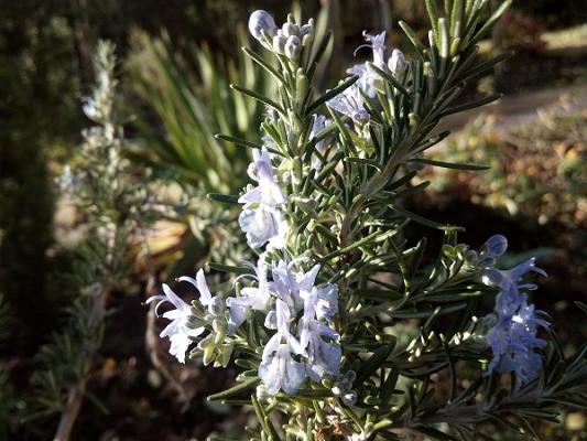 Bethke Garten-Landschaftsbau