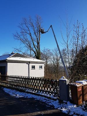 Alexander Walter / AW Baumfällungen & Gartenpflege