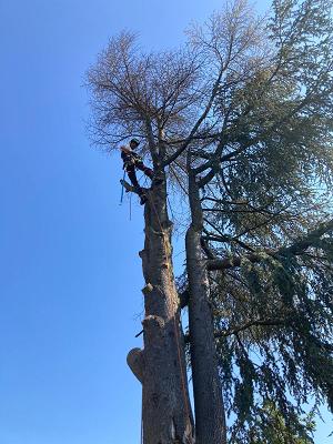 Bäumchen wechsel' dich! - Baumpflege-Service