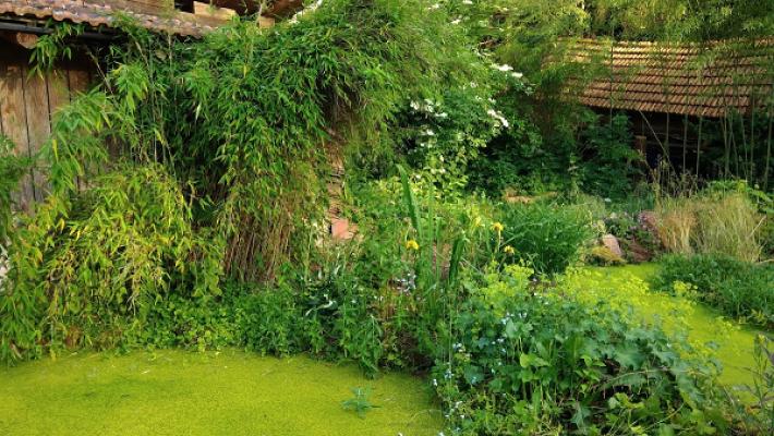 Betreutes Wuchern - Permakulturgarten Erfweiler