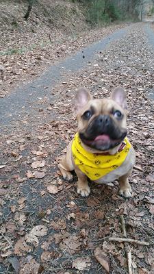 Alexander Walter / AW Baumfällungen & Gartenpflege