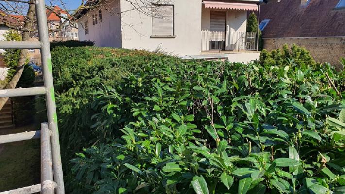 Hecke Gartengestaltung