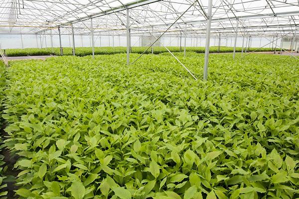 Spilkers Jungpflanzen OHG