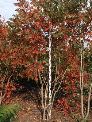 Sievers Baumschulen GmbH, Horst / Holstein