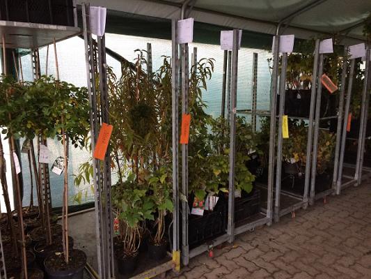 Baumschule Paulsen GmbH