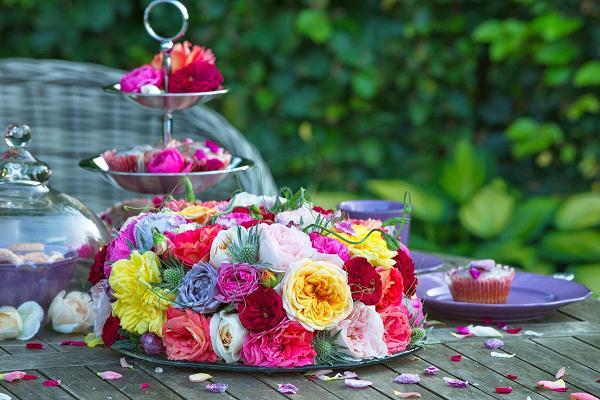 KORDES Rosen