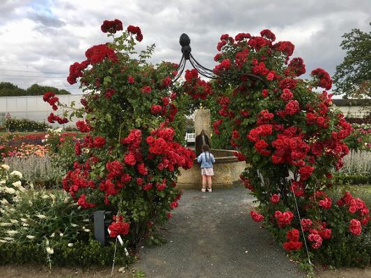 W. Kordes' Söhne - Rosengarten