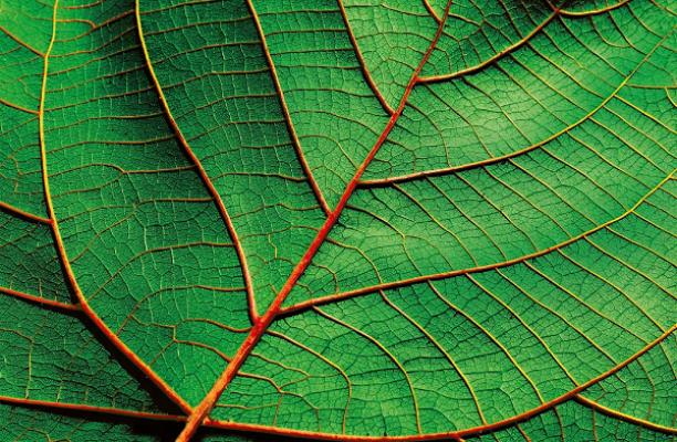 Baumland Gnieser & Möller Handelsbaumschulen GmbH