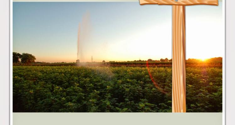 Adolf Schneider Gartengestaltung u. Baumschule