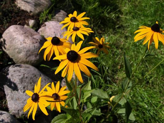 Trifolia Pflanzenkulturen -Dieckmann