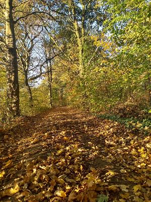 Garten-und Landschaftsbau Voß - Galabau Hamburg