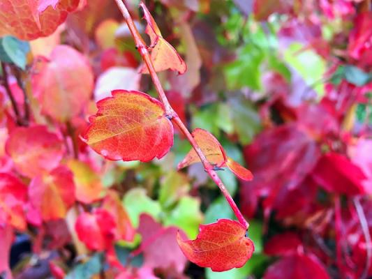 TERRA-Pflanzenhandel KG | Baumschule Ramcke Heckenpflanzen online Versand