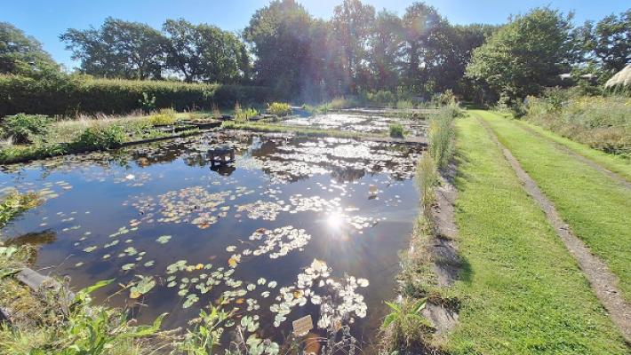 Seerosen und Wasserpflanzen für Gartenteich und Kübelbepflanzung