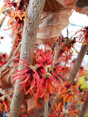 Carsten Brandt Pflanzenhandel GbR