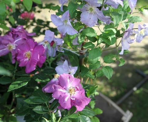 Baumschulen Holger Huckfeldt