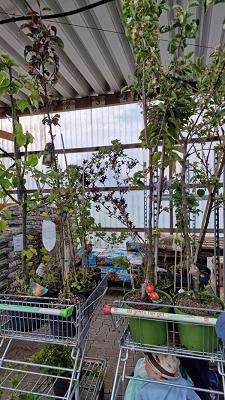 Baumschule Horstmann GmbH & Co. KG