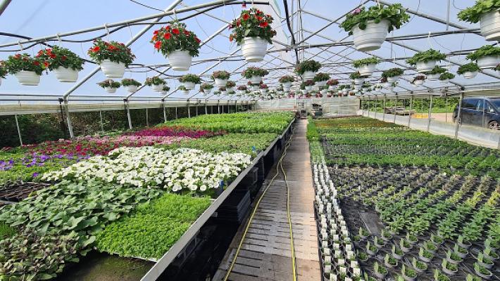 Sommerblumen ohne Ende (Blumen- und Pflanzenverkauf)