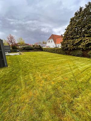Gartenmücke