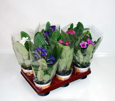 Fleischle Gartenbau GbR
