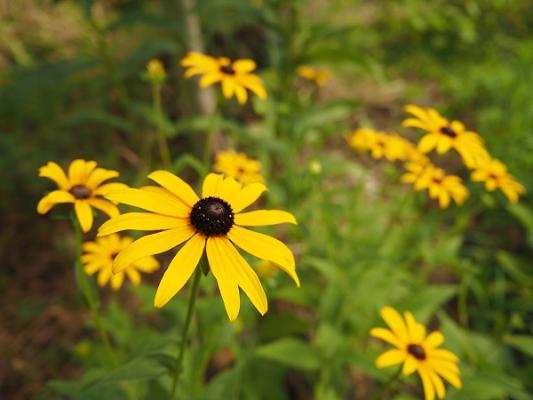 Baum & Garten | Ben Krebs