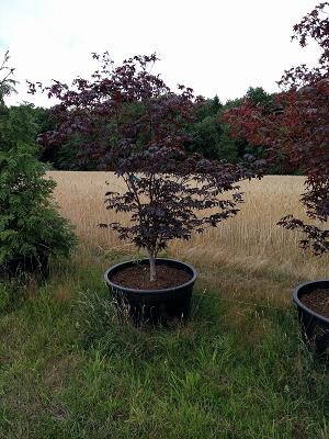 Christian Mast Garten- und Landschaftsbau