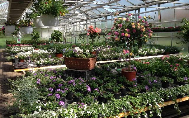 Gärtnerei Blumen Rebel