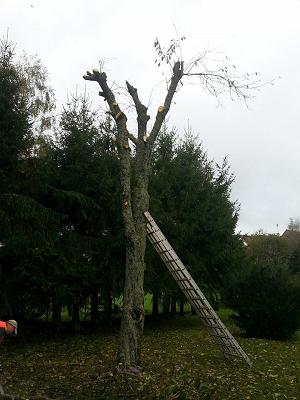 Baumfällungen Ruckert