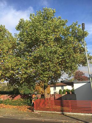 Baumpflege Dewes GbR - Baumfällung, Forstarbeiten uvm.