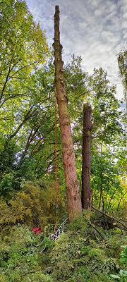 Meier Baum- und Landschafspflege