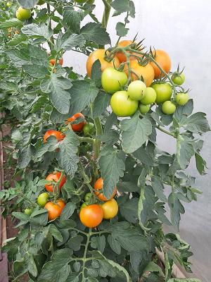 Gartenbau André Schulze