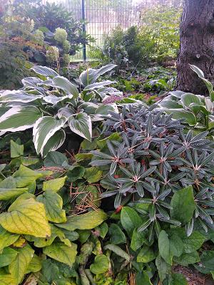 eingartentraum Gartengestaltung und Gartenpflege