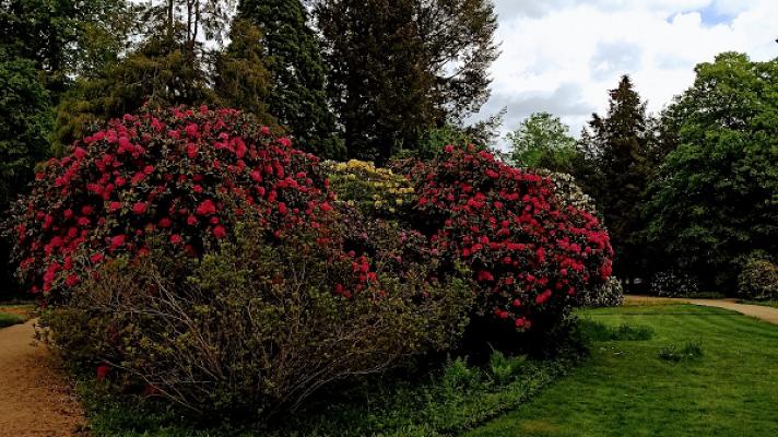 Mr. Greencut - Inh. Conrad Patella