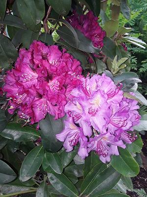 Sven-Michael Strauß- Garten-Landschaft