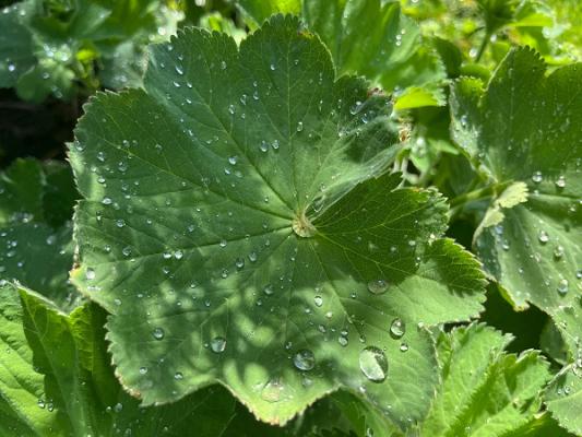 Schumann Gartengestaltung