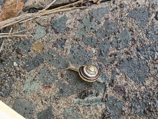 KGV „Preuskerstraße“ e.V.