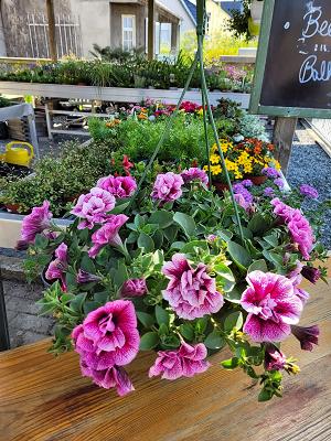 Blumenhaus-Gartenbau Thomas Grell